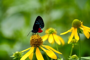 butterfly on flower