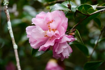 pink magnolia flowers