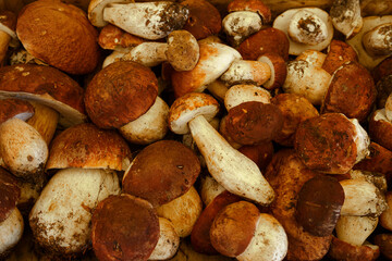 Boletus forage from a day in the forests of Serbia