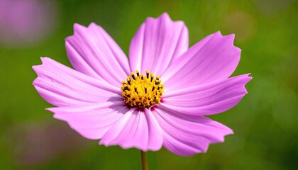 Obraz premium Close up of a pink cosmos flower with a yellow center and blurred green background in soft daylight