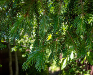 Close up view of vibrant green pine needles and branches, possibly a fir tree, with a blurred background of other foliage.