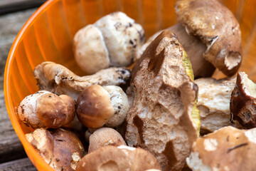 Collection of freshly picked porcini mushrooms displayed in a plastic container from forest harvest