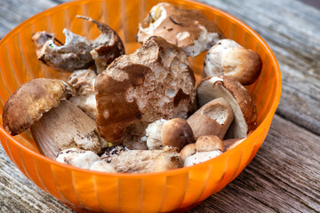 Natural collection of freshly foraged porcini mushrooms displayed in a basket outdoors
