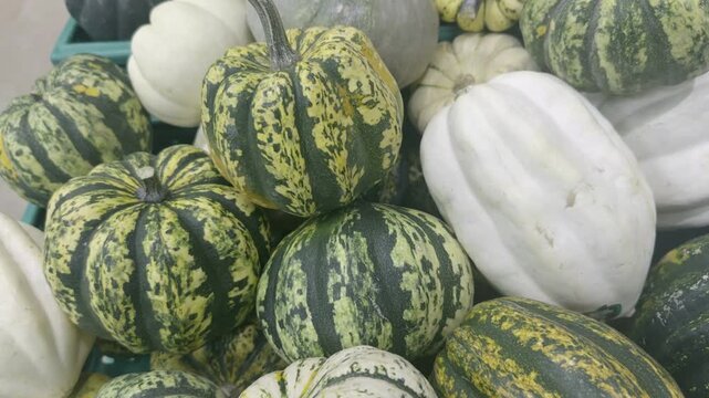 Pile of Sweet Gift Halloween Christmas Pumpkins at the Market Footage.  
