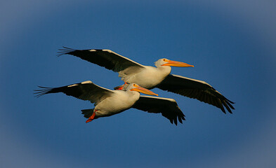 American White Pelicans 