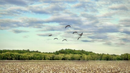 Canadian geese fly in formation over a marsh of lily pads, in autumn, with rolling green hills in background.  © Jennifer