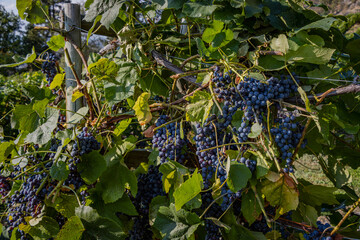 Close up view of deep purple grapes hanging off a vivid green vine.