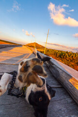 Z psem rasy Border Collie na jesiennym spacerze w polskich górach - Karkonosze - Karkonoski Park Narodowy - Równia Pod Śnieżką, na pograniczu Polski i Czech. © krzys ser