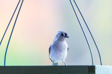 blue tit on a wire