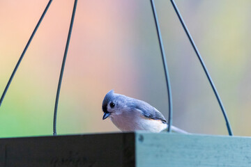 bird perched on a railing