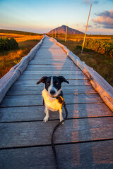 Z psem rasy Border Collie na jesiennym spacerze w polskich górach - Karkonosze - Karkonoski Park Narodowy - Równia Pod Śnieżką, na pograniczu Polski i Czech. © krzys ser
