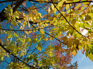 Bright yellow fall foliage illuminated against blue sky with mixed autumn colored branches