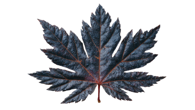 Dark, jagged-edged leaf with prominent veins on black