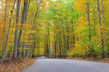 road in autumn forest