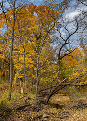 740-26 Autumn Hammel Creek Bed