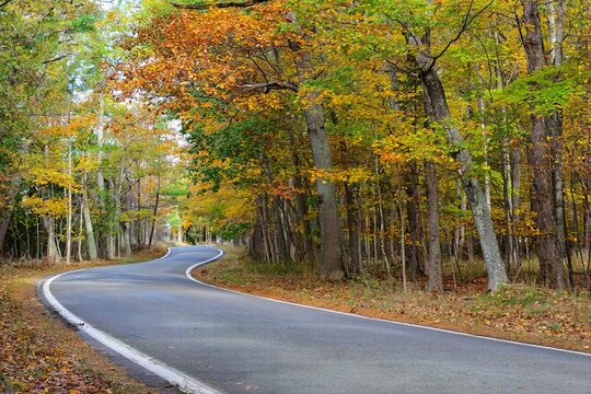 curving road in autumn forest
