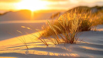 Golden Sunset Over Sandy Dunes With Tall Grass Illuminated By Warm Sunlight Casting Long Shadows On A Serene Beach Landscape