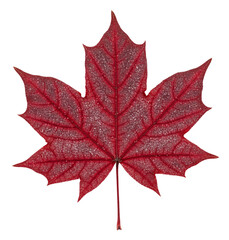 A maple leaf with clear veins, presented as a studio isolate. An ideal visual element for design, backgrounds and illustrations, symbolizing Canadian nature.