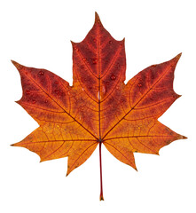 A maple leaf with clear veins, presented as a studio isolate. An ideal visual element for design, backgrounds and illustrations, symbolizing Canadian nature.