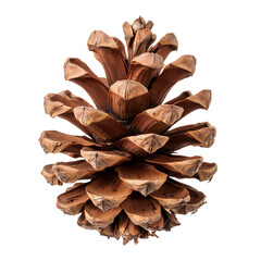 A large, fully open brown pine cone with a clear texture, presented as studio isolate. A perfect natural element for Christmas, winter and forest design, symbolizing nature and holidays.