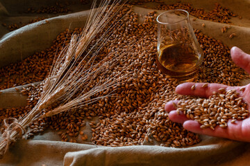 A hand holds raw barley grain, resting on a pile of grains and wheat ears next to a glass of whiskey. A conceptual shot emphasizing quality and the natural origin of the spirit