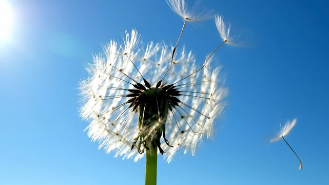 Dandelion wisps blowing gently in the wind, capturing carefree joy and freedom, perfect for conveying light hearted tone in projects about innovation, entrepreneurship, or lifes simple moments.