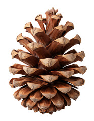 A large, fully open brown pine cone with a clear texture, presented as studio isolate. A perfect natural element for Christmas, winter and forest design, symbolizing nature and holidays.