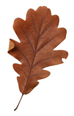 Bright oak leaf with expressive veins, presented as studio isolate. An excellent natural element for decoration, symbolizing strength, longevity and the change of seasons.