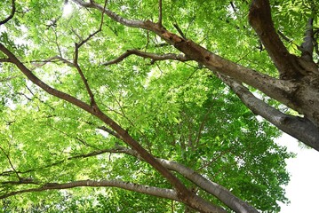 Fresh green leaves of Zelkova serrata (Japanese Keyaki). Ulmaceae deciduous tree. The sawtooth leaves are alternate and the fresh green leaves in early summer are beautiful.