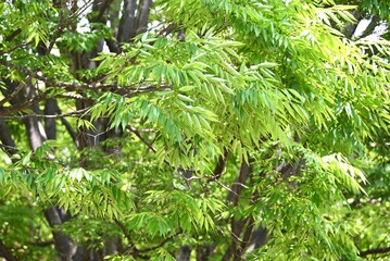 Fresh green leaves of Zelkova serrata (Japanese Keyaki). Ulmaceae deciduous tree. The sawtooth leaves are alternate and the fresh green leaves in early summer are beautiful.