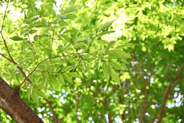Fresh green leaves of Zelkova serrata (Japanese Keyaki). Ulmaceae deciduous tree. The sawtooth leaves are alternate and the fresh green leaves in early summer are beautiful.