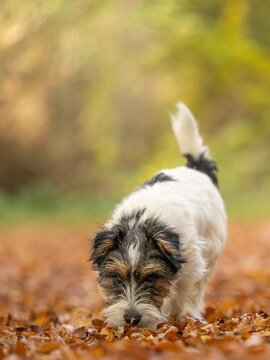 Cut tricolor small one year young Jack Russell Terrier dog is following a trail outdoors in autumn