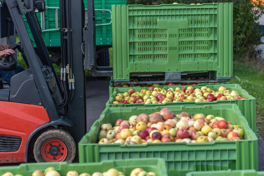 Forklift carries crates of fruit. Many apples in container
