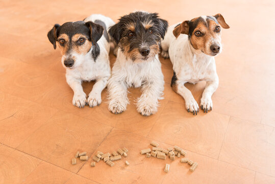 Three obedient dogs make room  in anticipation of food - Jack Russell Terrier