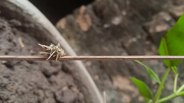 bagworm moths (psychidae)