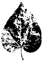 Leaf illustrates decay in autumn