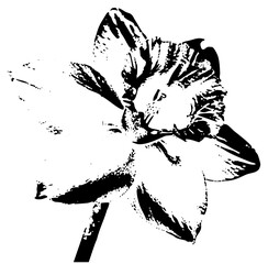 Daffodil blooms dramatically in design