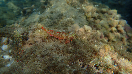 Red-black triplefin (Tripterygion tripteronotum) undersea, Ligurian Sea, Italy, Imperia