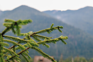 Lush green pine branches against a serene mountain landscape at dawn
