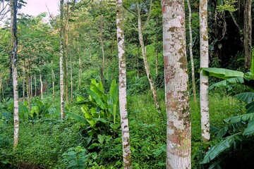 Lush green forest with tall trees and dense vegetation on a sunny day