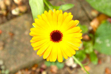 Bright Yellow Flower with Red Center in Natural Garden Setting