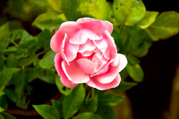 Soft Pink Rose in Bloom Surrounded by Green Garden Leaves