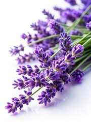 Obraz premium Lavender flower clusters on a white background with intricate details in macro photography
