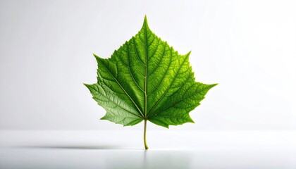 Single Green Maple Leaf With White Spots Against A White Background With Natural Light Casting A Soft Shadow