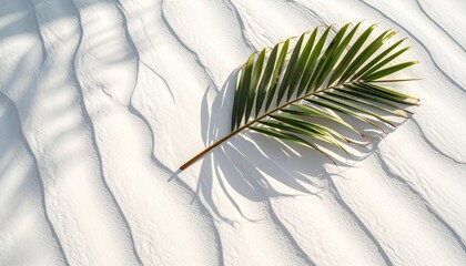 Tropical Green Palm Leaf Shadowed on Rippled Sunlit White Beach Sand with Shallow Depth of Field