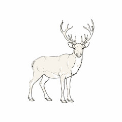 Obraz premium Hand-drawn illustration of majestic reindeer with antlers showcasing natural elegance and grace.
