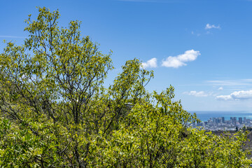 Santalum album is a small tropical tree, and the traditional source of sandalwood oil. white...