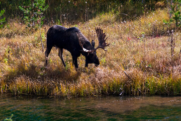 A male moose (Alces alces) stands near a riverbank in Grand Teton National Park. Its large, impressive antlers are prominent as it grazes on the grass. 