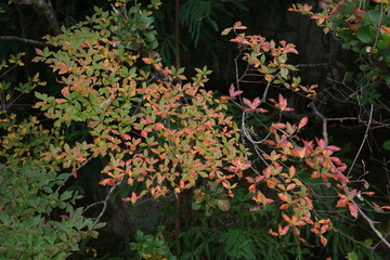 秋、鮮やかに紅葉したドウダンツツジ。