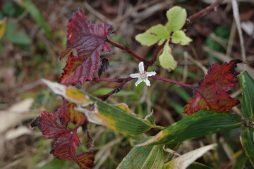 秋の山形神室岳で、真っ赤に紅葉した葉の中に咲くモモジイチゴの花。
